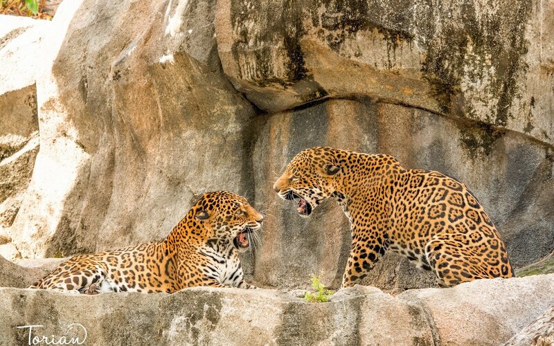 Two jaguars interacting on rocks