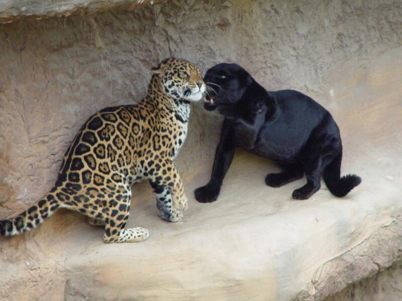 Two jaguars interacting
