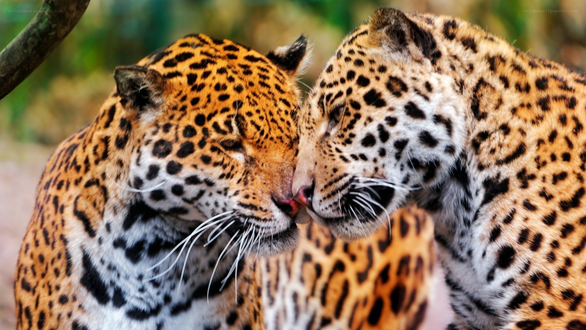 Two jaguars nuzzling