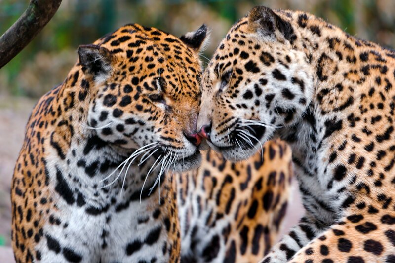 Two Jaguars Nuzzling — Orange, Calm, Photograph