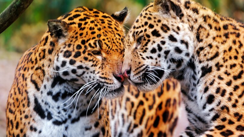 Two Jaguars Nuzzling — Orange, Calm