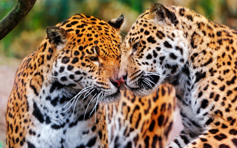 Two Jaguars Nuzzling — Orange, Intimate, Photograph, Forest