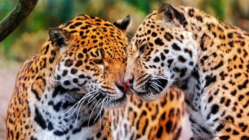 Two Jaguars Nuzzling — Orange, Intimate, Photograph, Trees