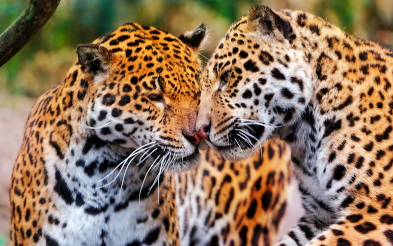 Two Jaguars Nuzzling — Orange