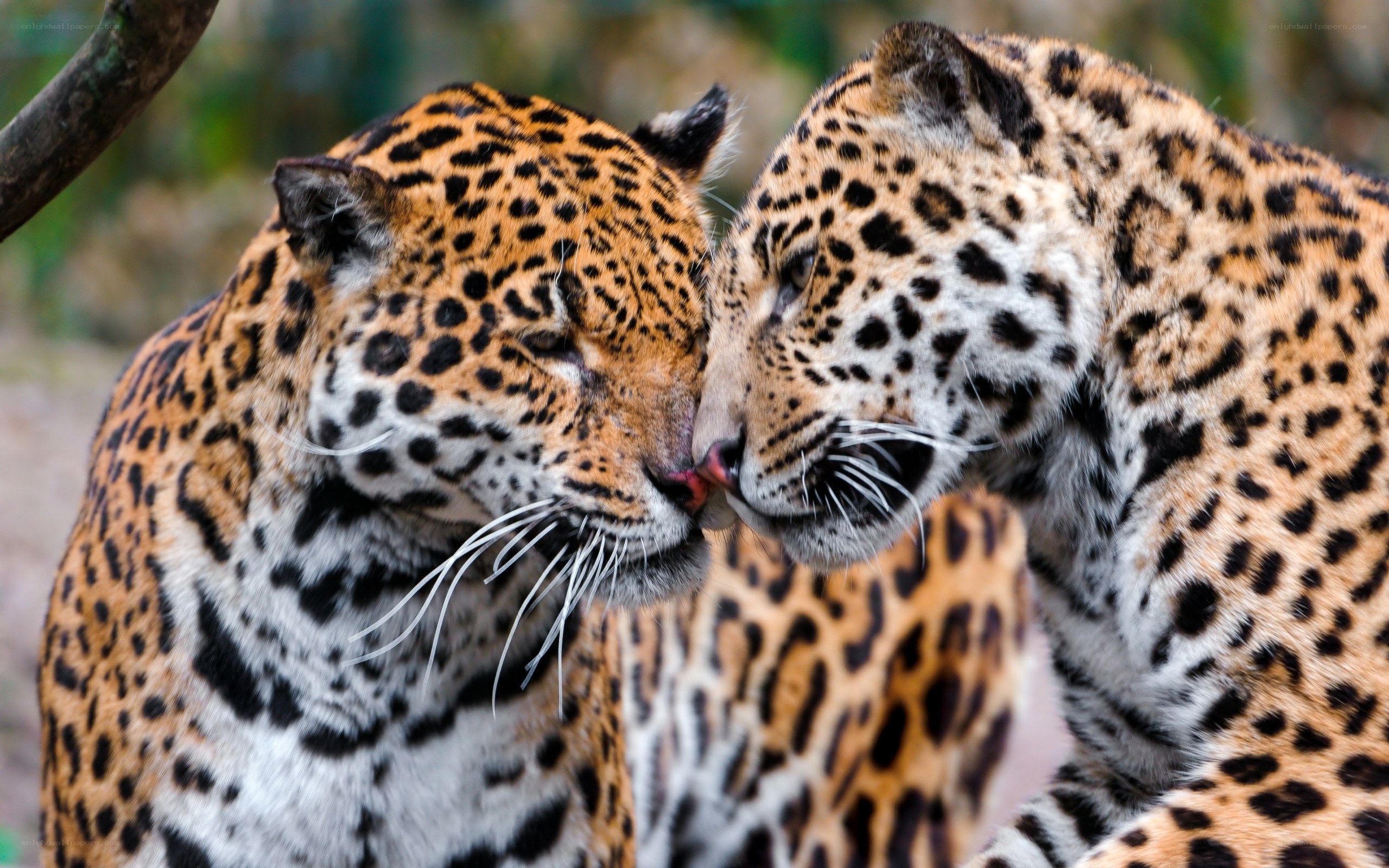 Two jaguars nuzzling