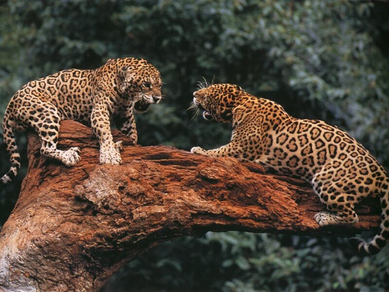 Two Jaguars on a Log