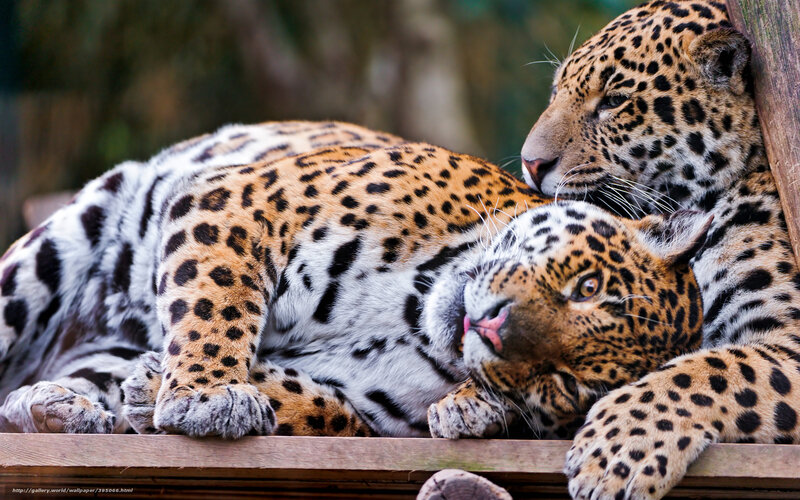 Two Jaguars Resting — Brown, Calm