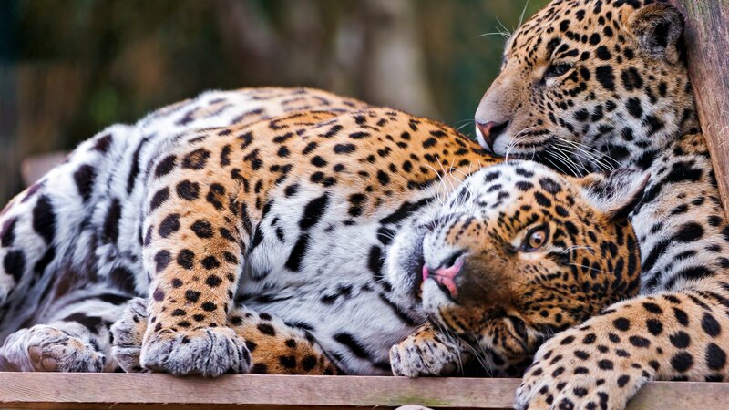 Two Jaguars Resting — Brown