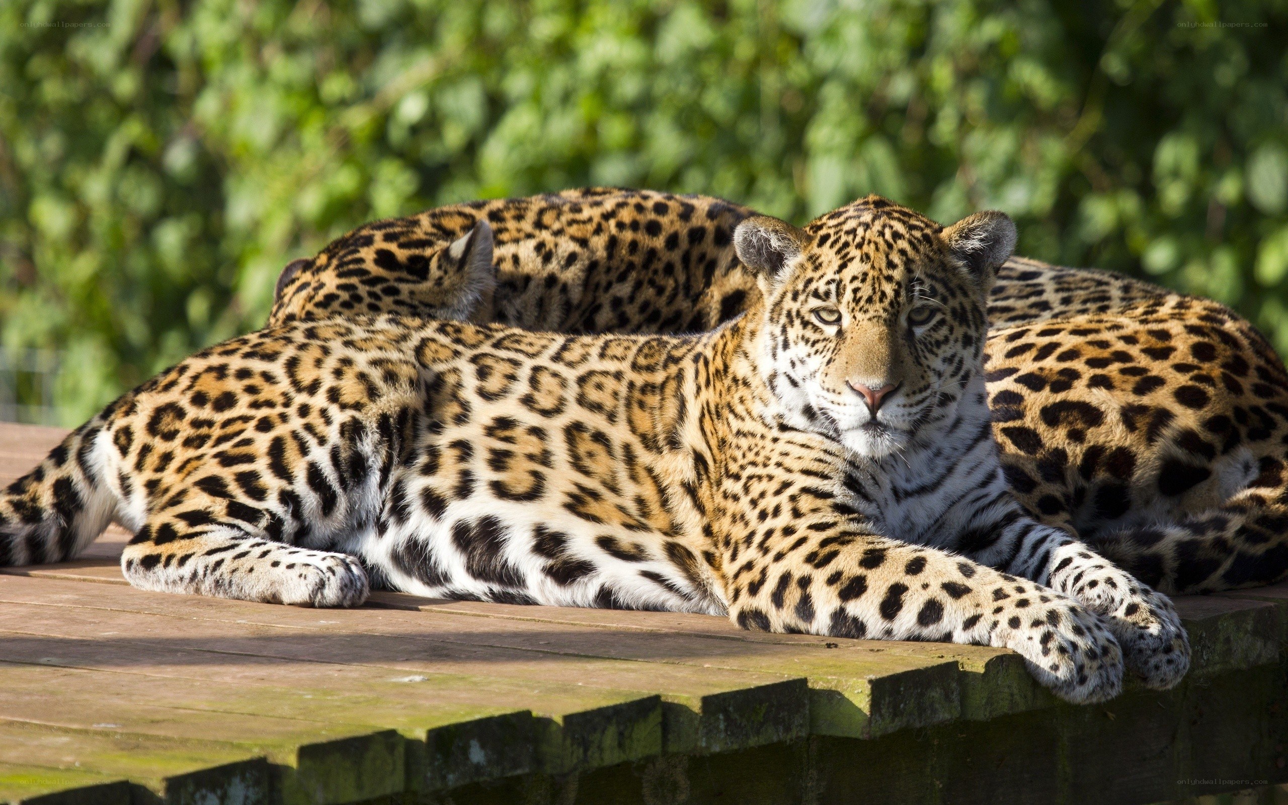 Two jaguars resting on a platform