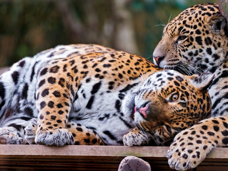 Two Jaguars Resting
