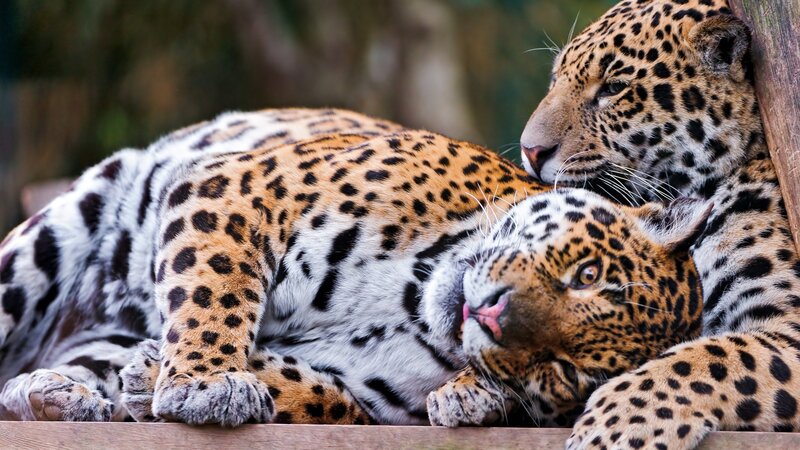 Two jaguars resting together