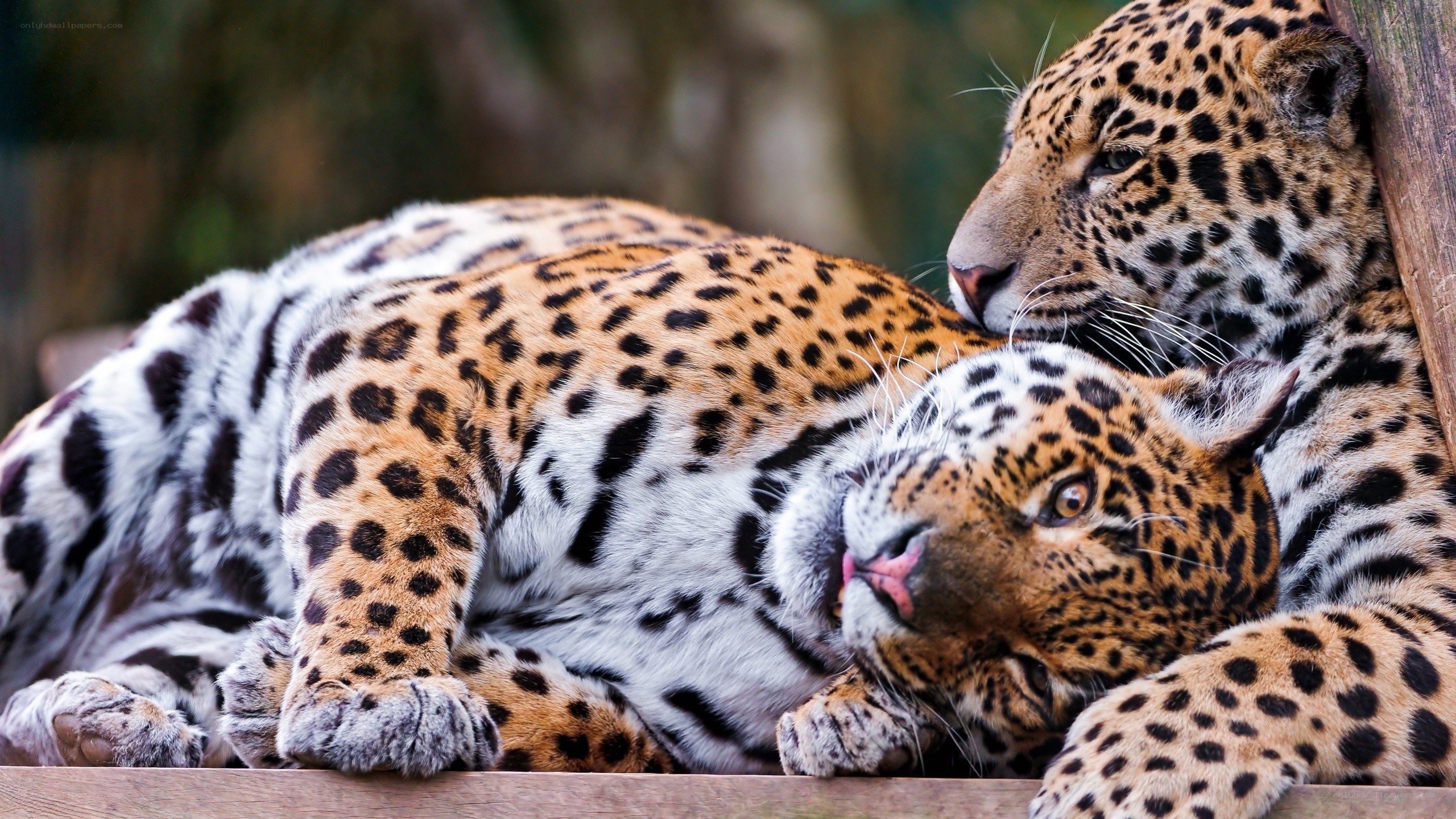 Two jaguars resting together