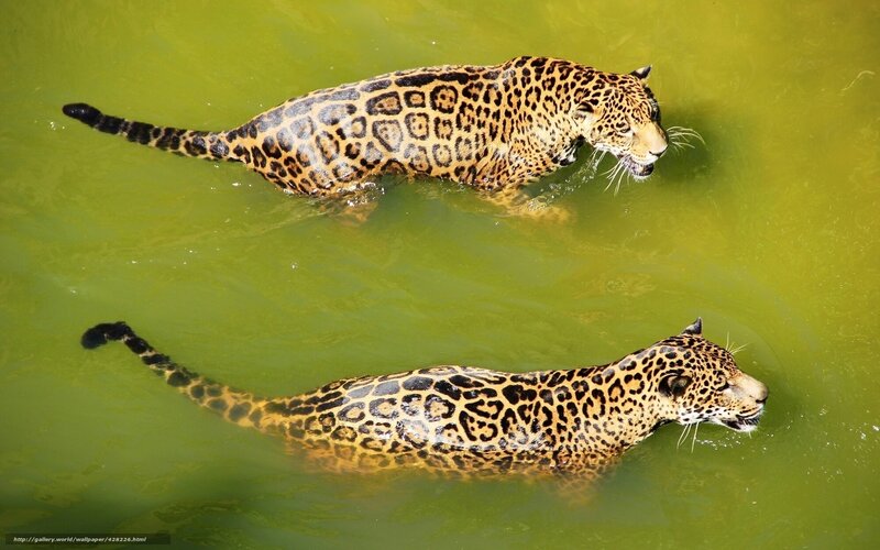Two Jaguars Swimming — Green, Calm