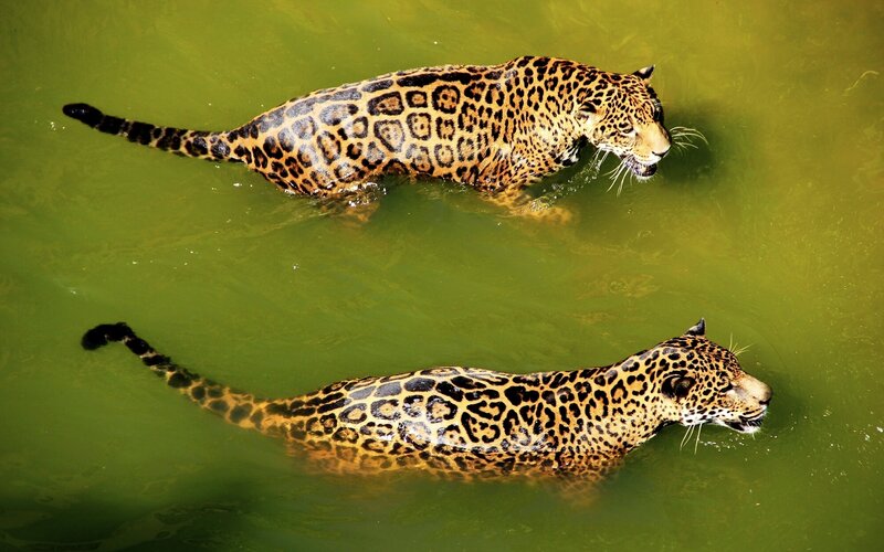 Two Jaguars Swimming — Green