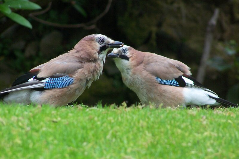 Two jays interacting on grass