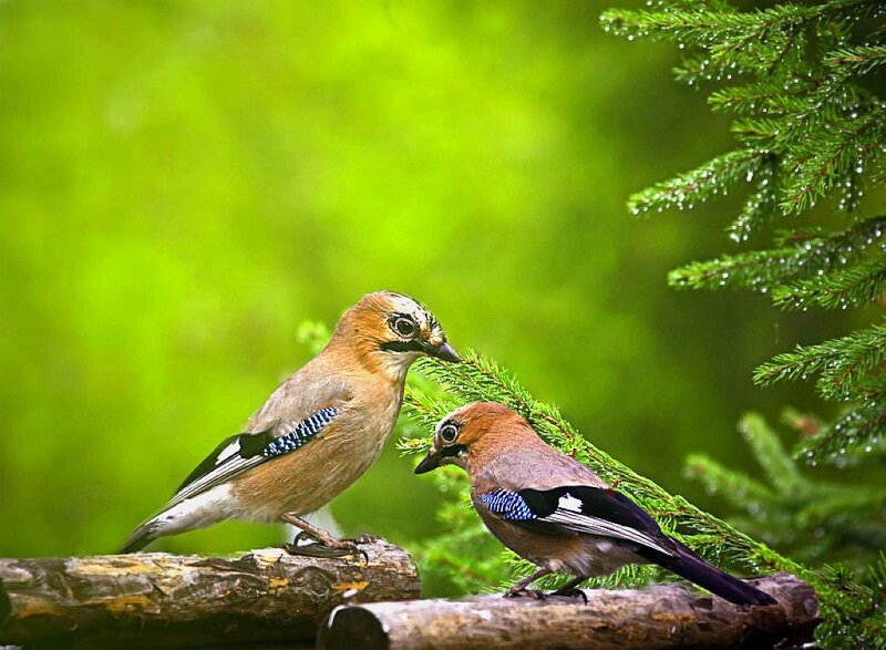 Two Jays on a Branch