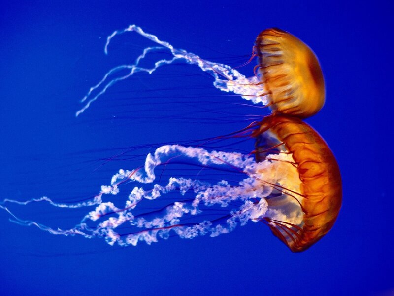 Two jellyfish in blue water