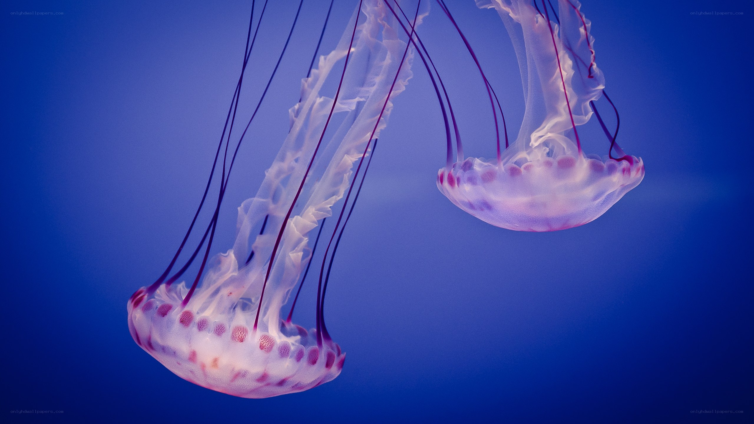 Two jellyfish in blue water