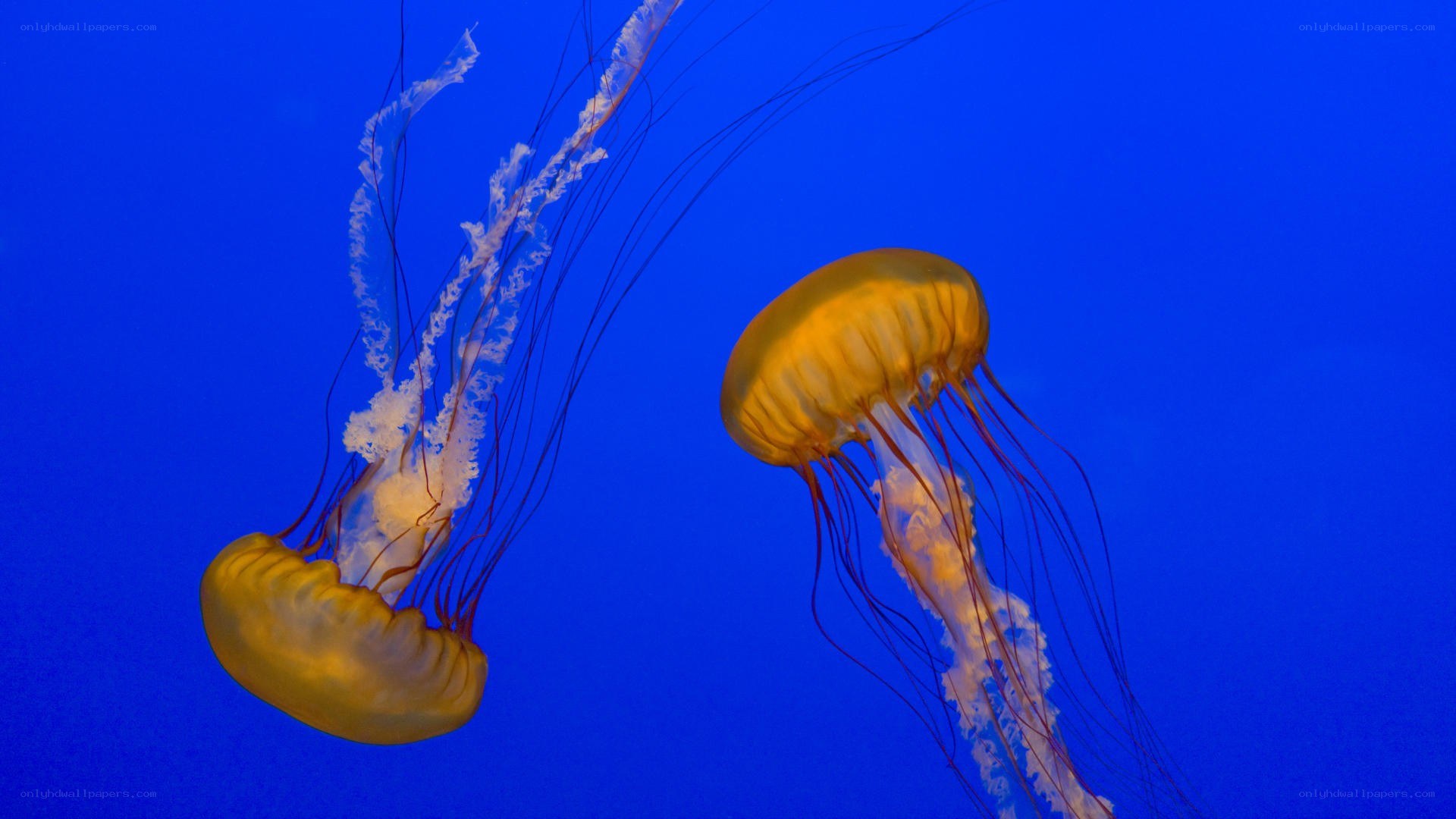 Two jellyfish in blue water