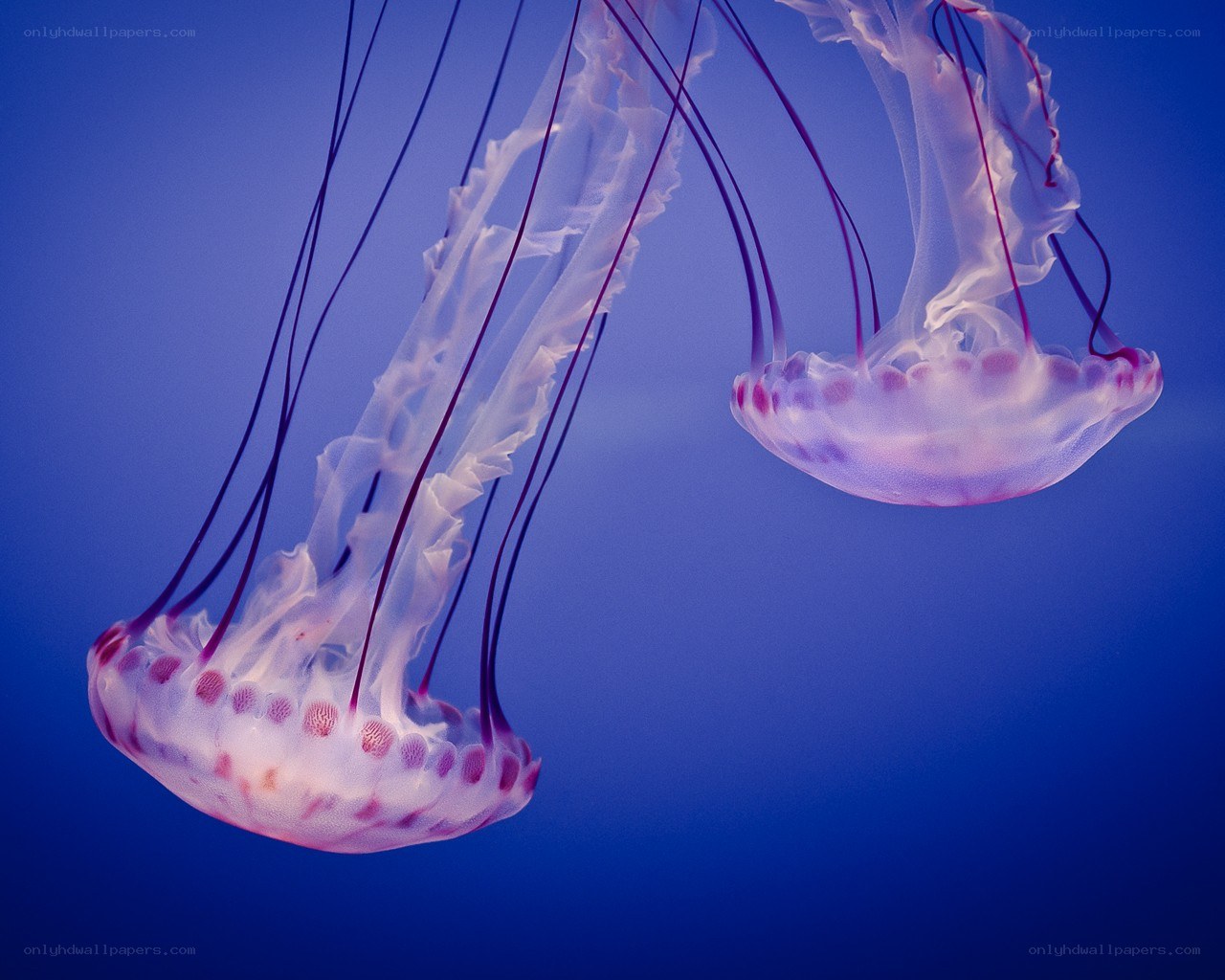 Two jellyfish in blue water
