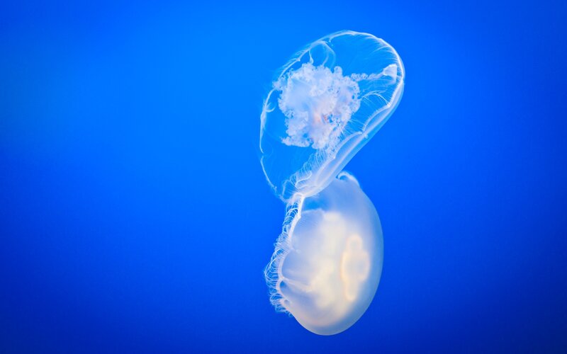 Two jellyfish in blue water