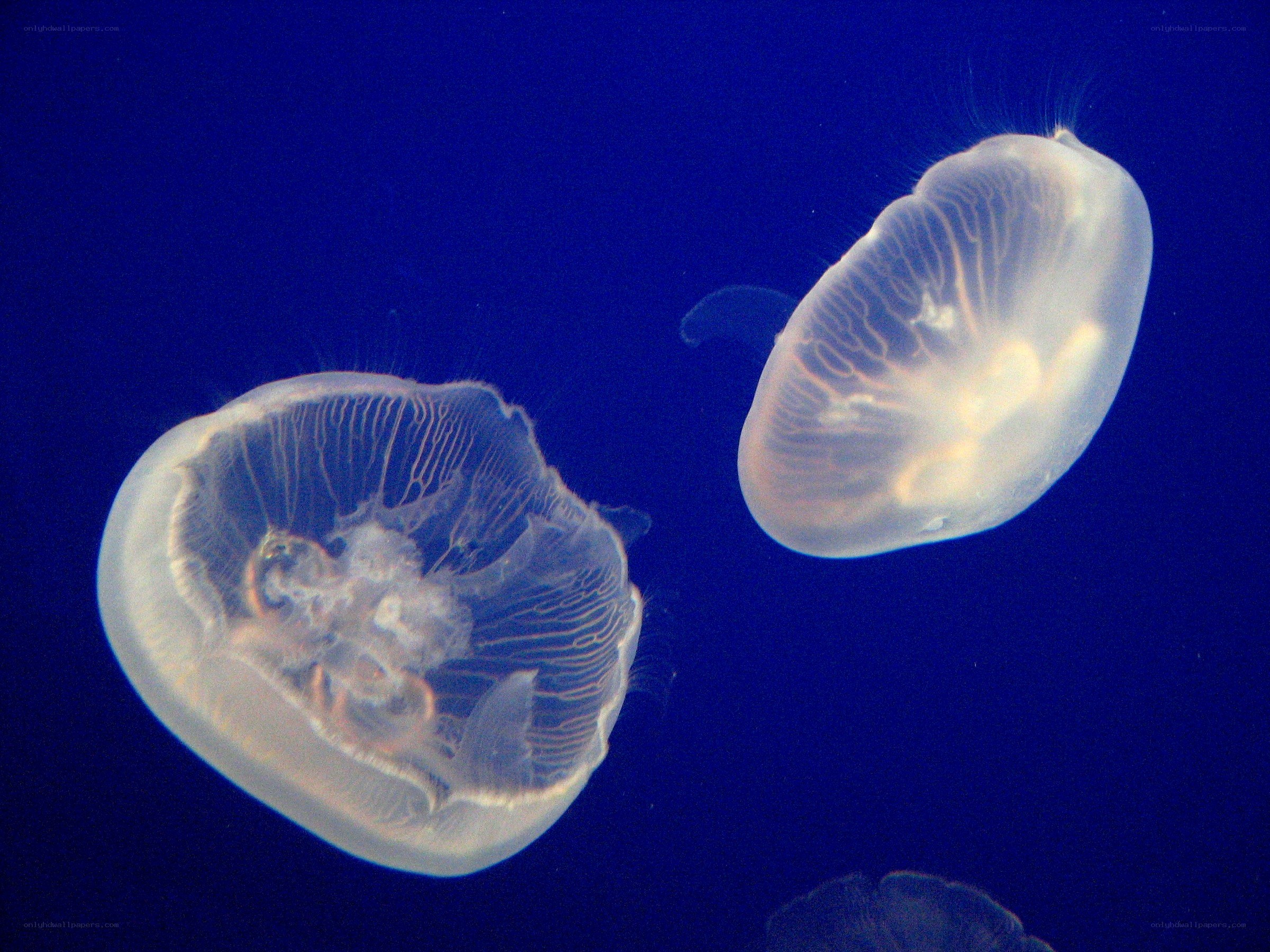 Two jellyfish in blue water