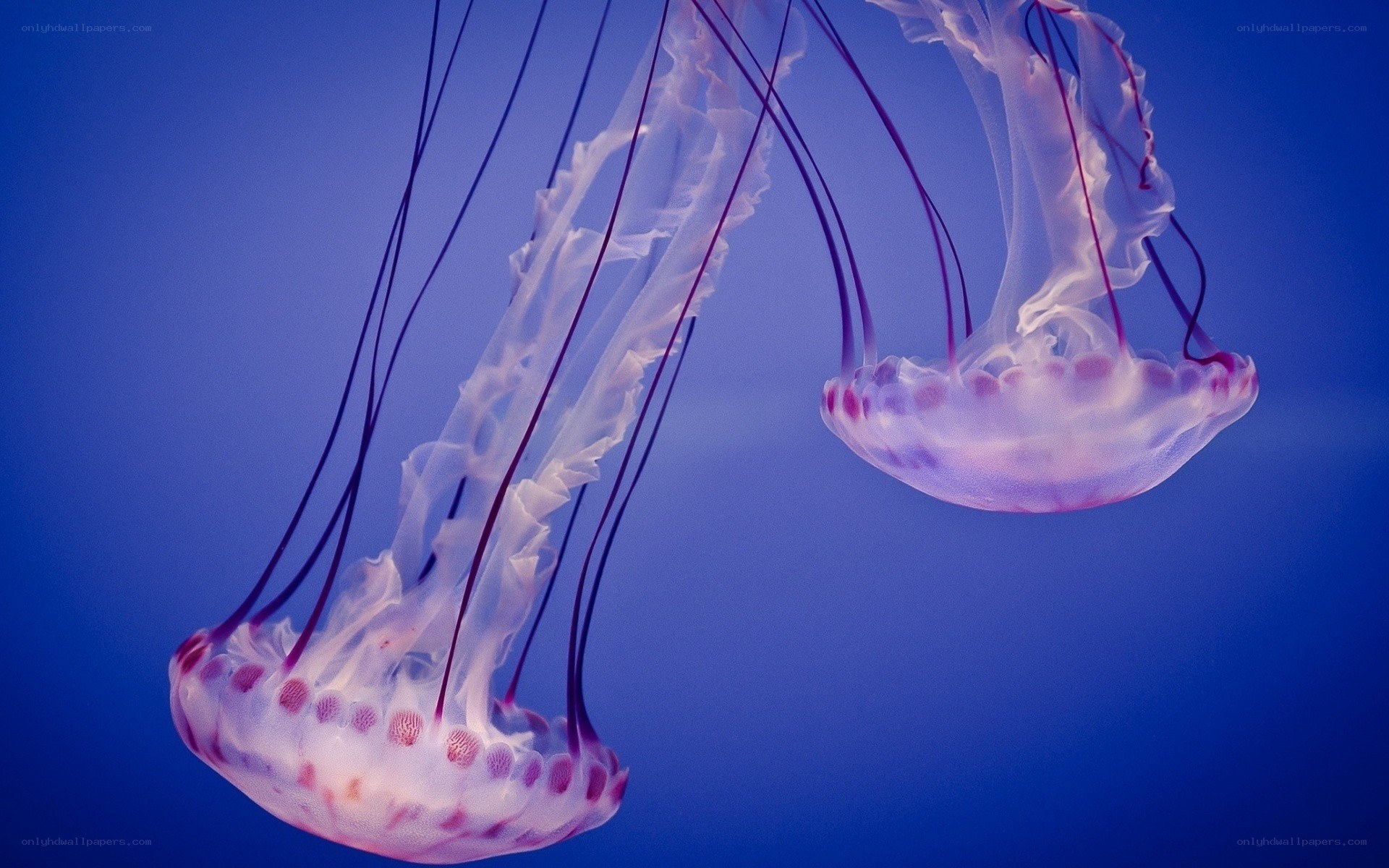 Two jellyfish in blue water
