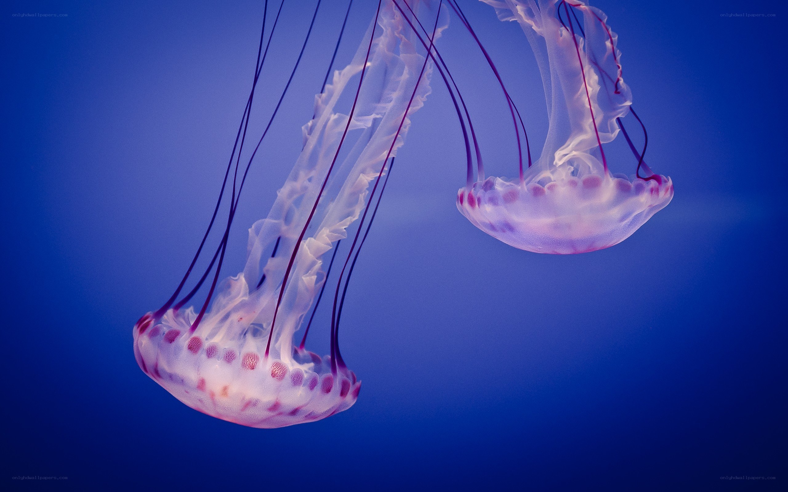 Two jellyfish in blue water