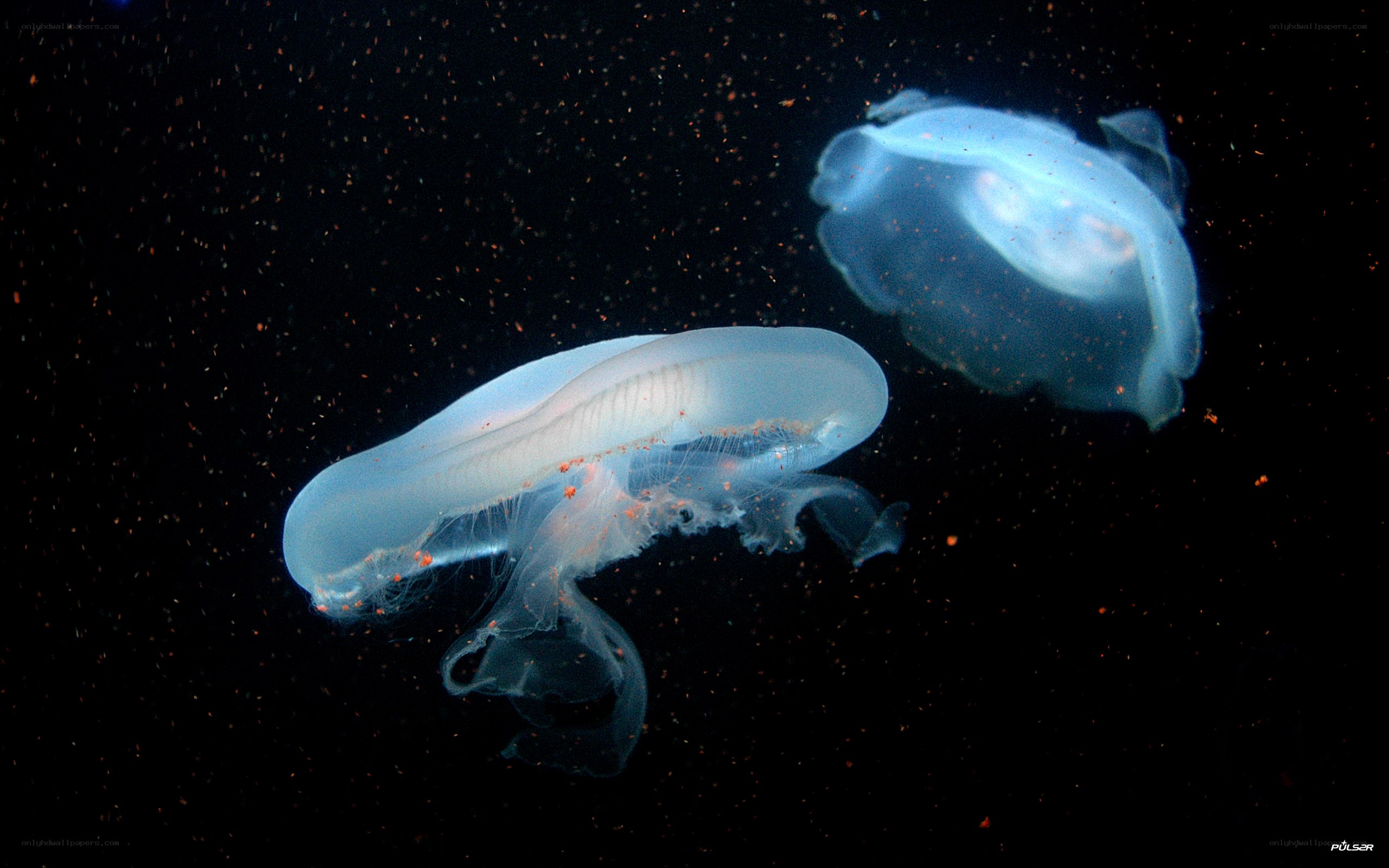 Two jellyfish in dark water
