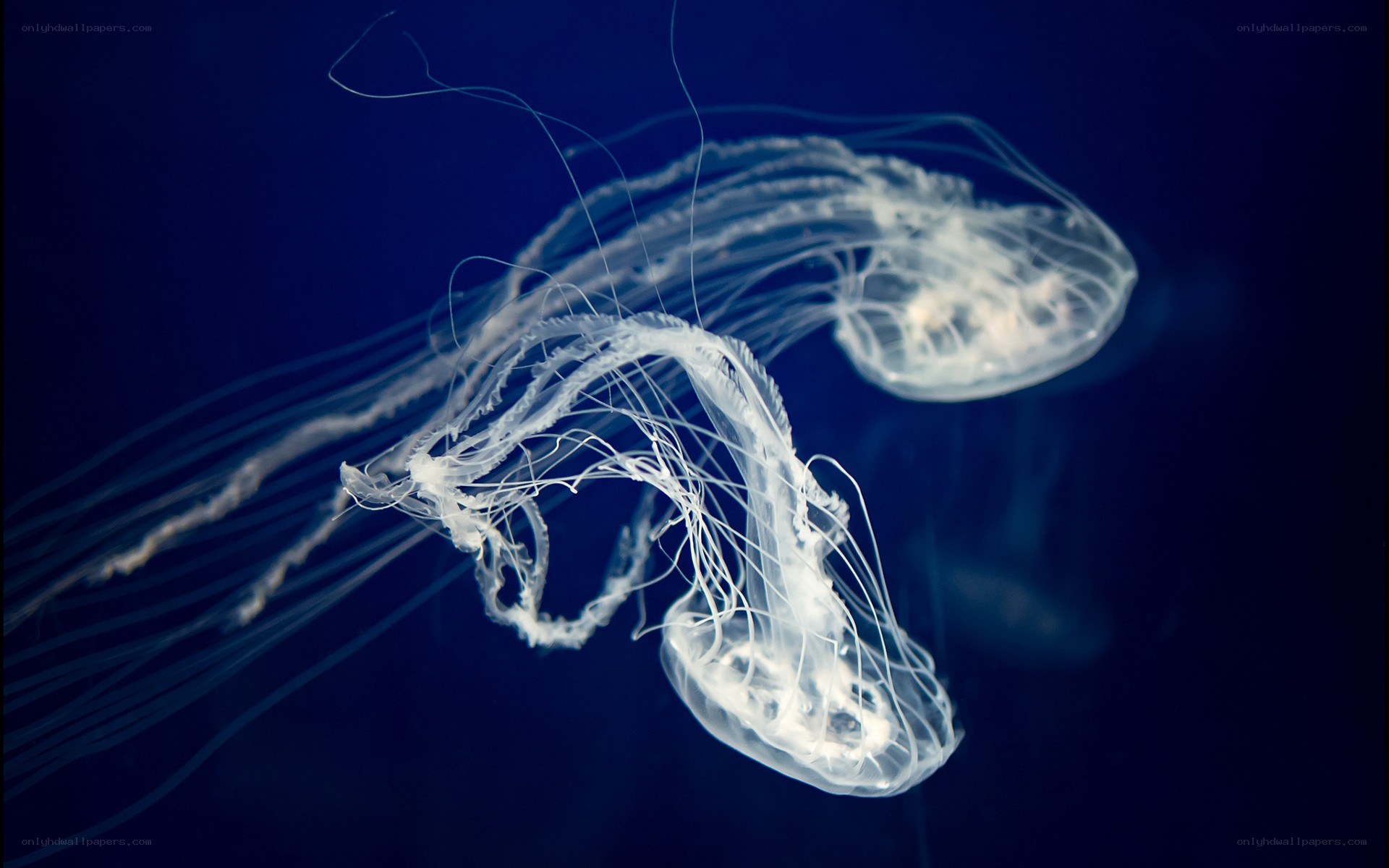Two jellyfish in deep blue water