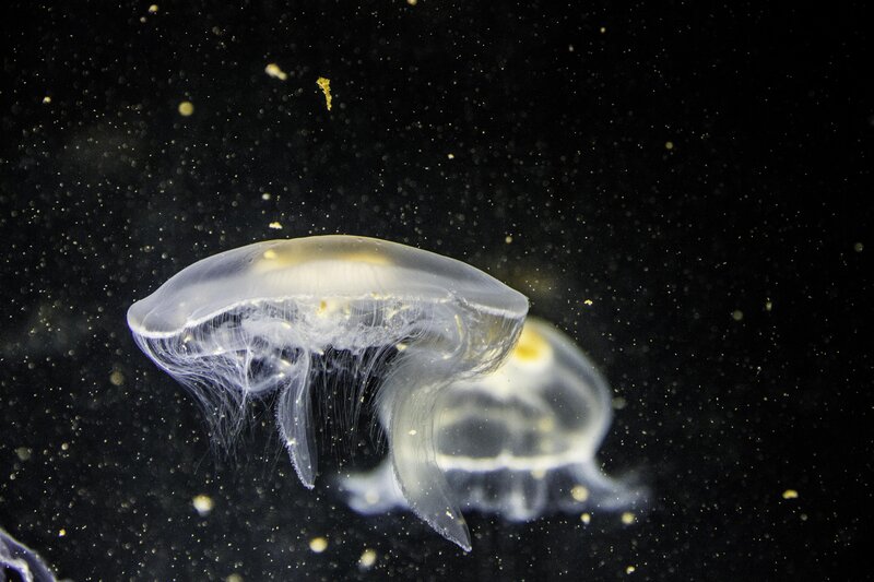 Two Jellyfish in Water — Black, Serene, Photograph