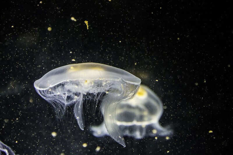 Two Jellyfish in Water — Black, Serene