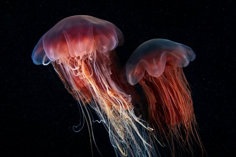 Two Jellyfish in Water — Black