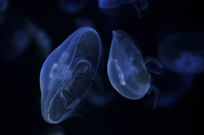 Two Jellyfish in Water — Blue, Serene, Night, Photograph, Dark Background