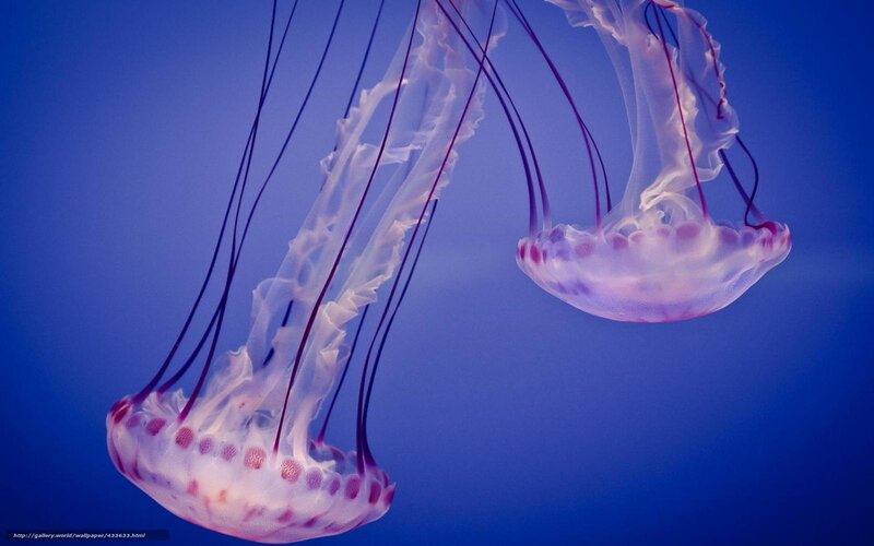 Two Jellyfish in Water — Blue, Serene, Photograph, Tentacles, Blue Background