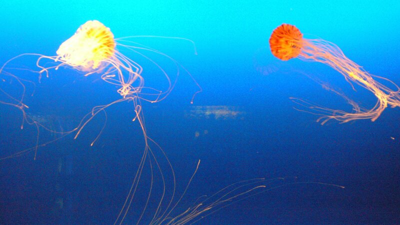 Two Jellyfish in Water — Blue, Serene, Photograph, Tentacles, Blue Water, Yellow, Orange