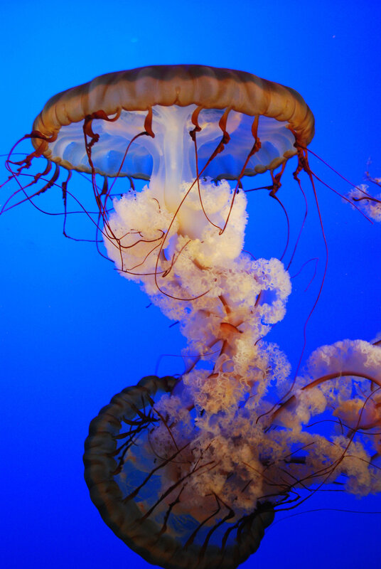 Two Jellyfish in Water — Blue, Serene, Photograph, Tentacles, Ocean, Blue Light, White, Brown