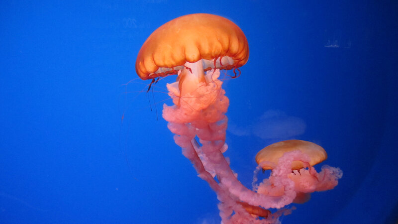 Two Jellyfish in Water — Blue, Serene, Photograph