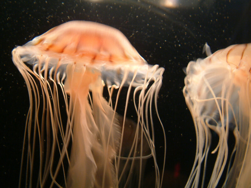 Two Jellyfish in Water — White