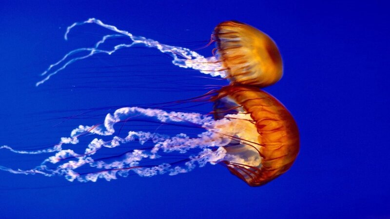 Two Jellyfish Swimming — Blue