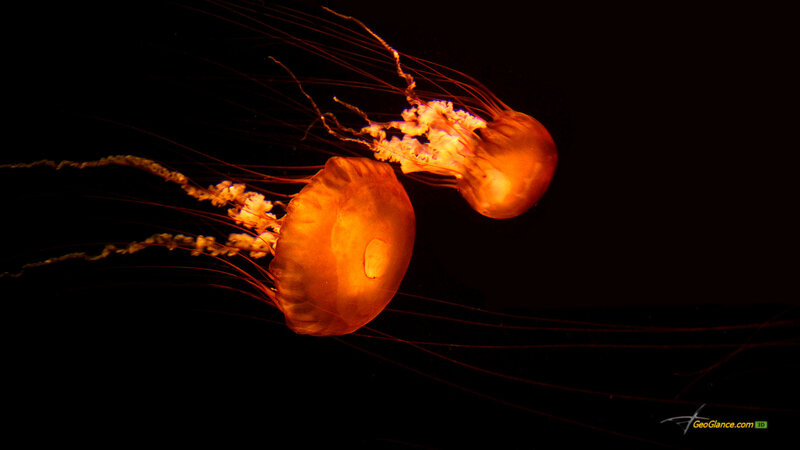 Two Jellyfish Swimming — Orange