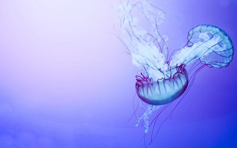 Two Jellyfish Swimming — Purple