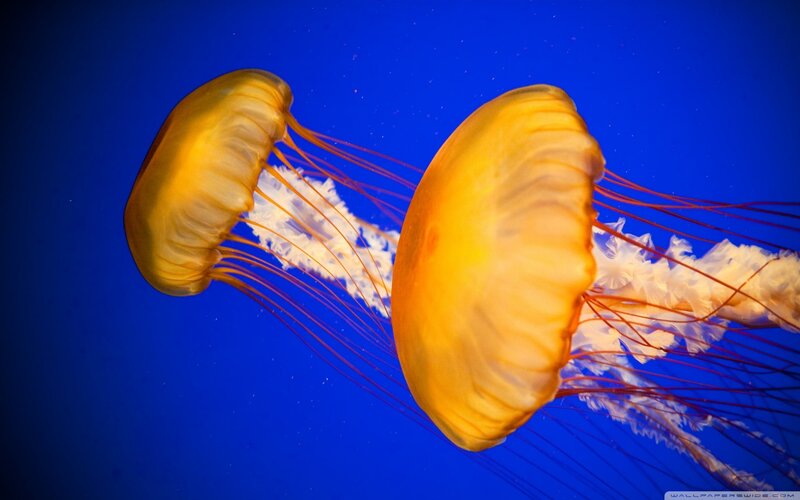 Two Jellyfish Swimming