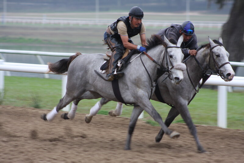 Two Jockeys on Horses — Gray