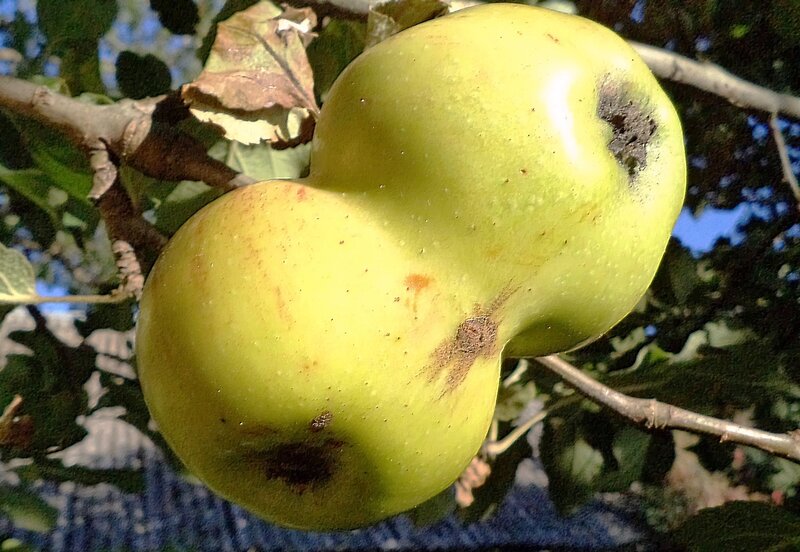 Two Joined Green Apples