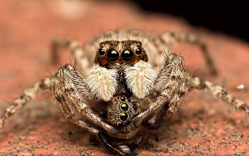 Two Jumping Spiders