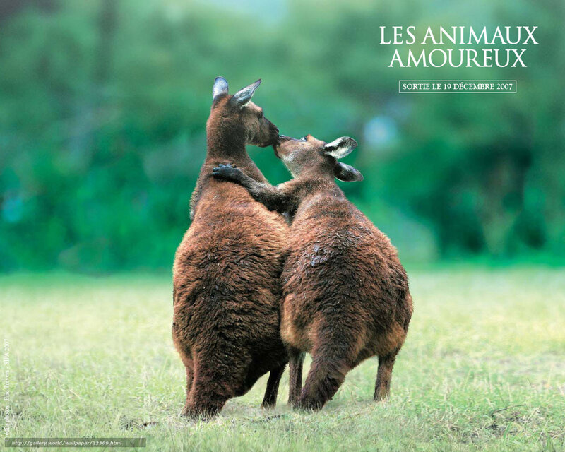 two kangaroos embracing