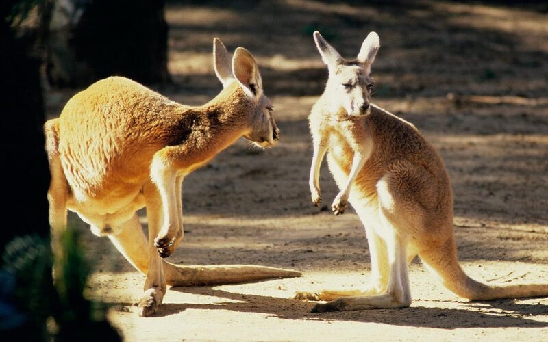 Two Kangaroos Fighting — Brown, Alert