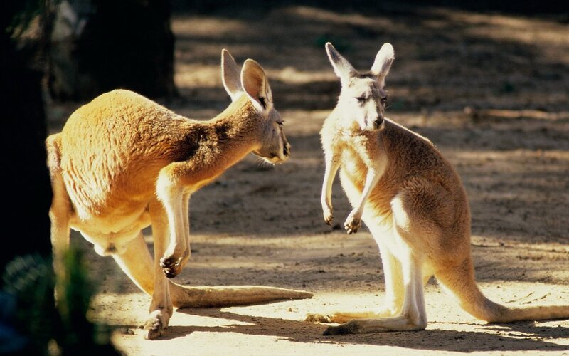 Two Kangaroos Fighting — Brown, Natural