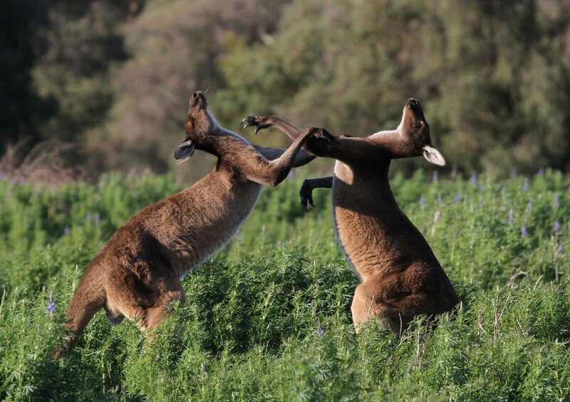 Two Kangaroos Fighting — Green